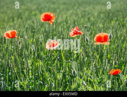 Field of red dainty poppies. Nature background. Stock Photo