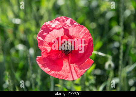 Pink poppy in the field. Nature background. Stock Photo