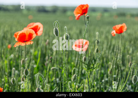 Field of red dainty poppies. Nature background. Stock Photo