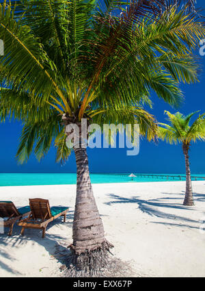 Deck chairs under umrellas and palm trees on a tropical beach Stock Photo