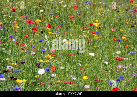 Wildflowers grow t Sheffield Manor Lodge, home to Pictorial Meadows; a movement for impressionist flowers schemes, Yorkshire UK Stock Photo