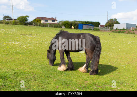 Gypsy traveller pony with long tail and hairy feet Stock Photo