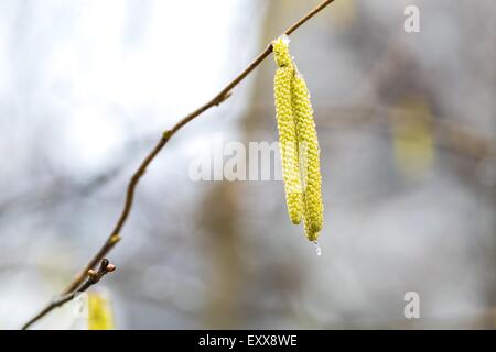 Hazel catkins - Corylus avellana in early spring in sunlight and closeup, highly allergenic pollen Stock Photo