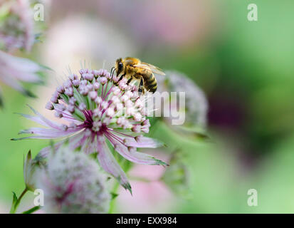 Honey Bee Stock Photo