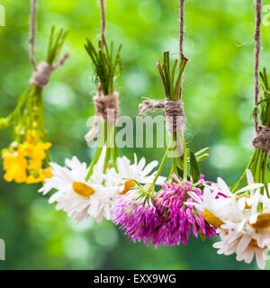 Healing herbs bunches. Focus on clover. Herbal medicine. Stock Photo