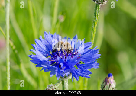 summer bee on beautiful blue cornflower Stock Photo