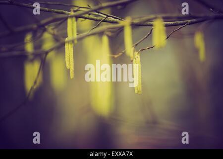 Hazel catkins - Corylus avellana in early spring closeup, highly allergenic pollen. photo with vintage mood. Stock Photo
