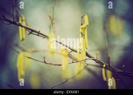 Hazel catkins - Corylus avellana in early spring closeup, highly allergenic pollen. photo with vintage mood. Stock Photo