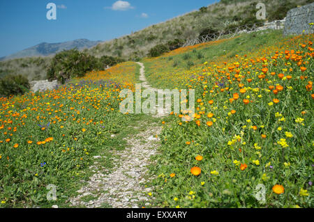 A small path running on the slope of the hill covered by spring flowers in Segesta, Sicily