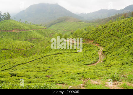 Tea plantations munnar india Stock Photo