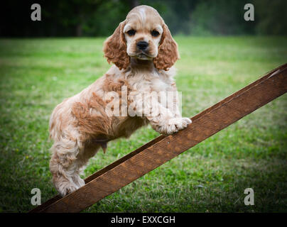 curious puppy climbing up a ladder - american cocker spaniel Stock Photo