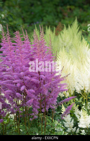 Astilbe x arendsii. Amethyst flower Stock Photo