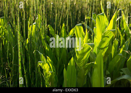 Horsetail rush and water plants, full frame Stock Photo