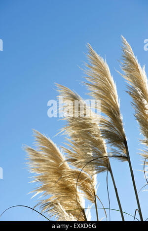 Pampas grass against blue sky Stock Photo