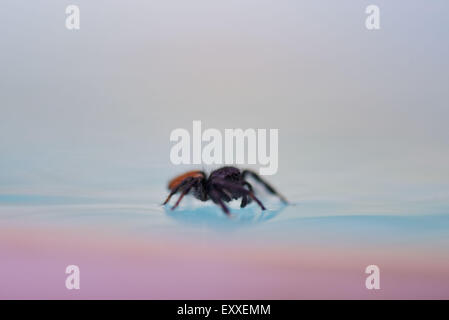 Spider on surface of water Stock Photo