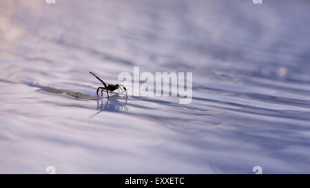 Spider floating on debris in water Stock Photo
