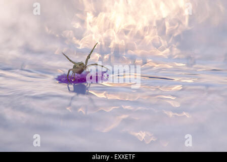 Spider floating on debris in water Stock Photo