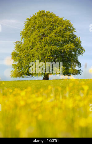 single big beech tree at spring in Bavaria, Germany Stock Photo