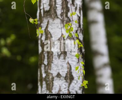 Beautiful young leaves of birch tree on branch. Nature background Stock Photo
