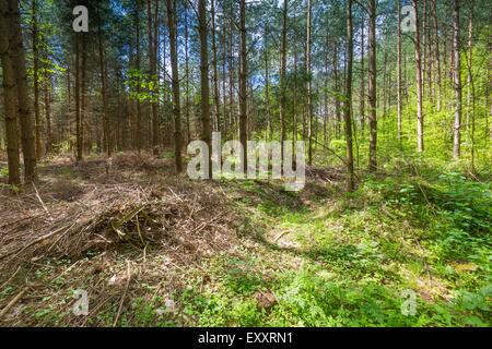 Beautiful green springtime forest landscape. European natural forest with fresh green young leaves. Good weather landscape. Stock Photo
