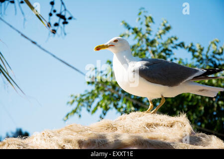 One white seagull standing on the top of the roof Stock Photo