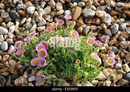 Seaside daisies or Erigeron glaucus 'Sea Breeze' in a coastal garden Stock Photo