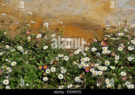 The small daisy like flowers of Mexican fleabane or Erigeron karvinskianus, growing against a sandstone rock Stock Photo
