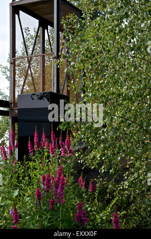 Lythrum salicaria or purple loosestrife growing in Green Seam Garden at RHS Hampton Court Place Flower Show 2015 Stock Photo