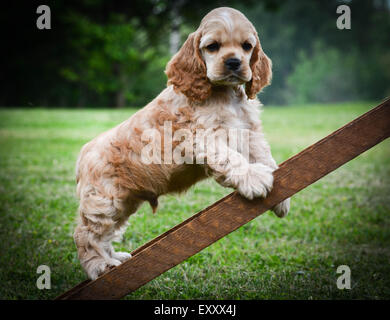 curious puppy climbing up a ladder - american cocker spaniel Stock Photo