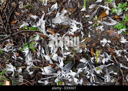 Remains of a ravaged dead bird's feathers on the ground Carmarthenshire Wales UK  KATHY DEWITT Stock Photo