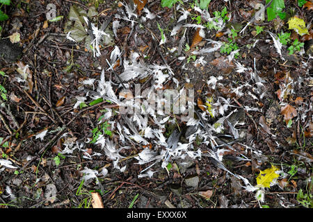 Dead birds feathers on the ground Carmarthenshire Wales UK  KATHY DEWITT Stock Photo