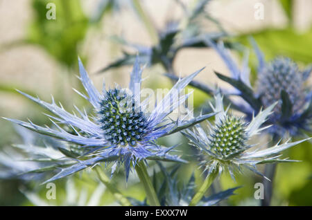 Sea Holly or Eryngium x zabelii Big Blue Stock Photo