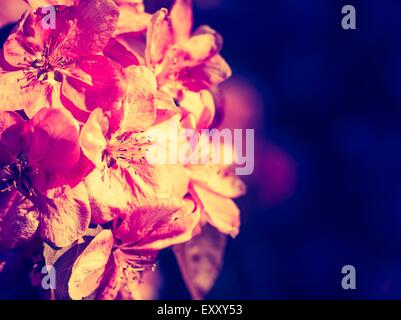 Vintage photo of Malus pumila - natural lovely pink fragrant spring flowers of a paradise apple-tree Stock Photo