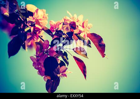 Vintage photo of Malus pumila - natural lovely pink fragrant spring flowers of a paradise apple-tree Stock Photo