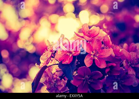 Vintage photo of Malus pumila - natural lovely pink fragrant spring flowers of a paradise apple-tree Stock Photo