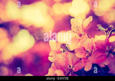 Vintage photo of Malus pumila - natural lovely pink fragrant spring flowers of a paradise apple-tree Stock Photo