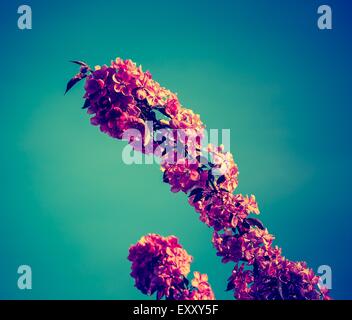 Vintage photo of Malus pumila - natural lovely pink fragrant spring flowers of a paradise apple-tree Stock Photo