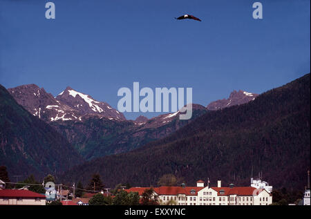 Bald eagle flying over Sitka, Alaska Stock Photo