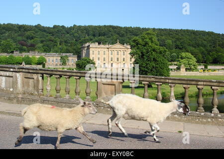 Sheep run through the parkland surrounding Chatsworth House (pictured) in the Peak District, Derbyshire UK - summer Stock Photo