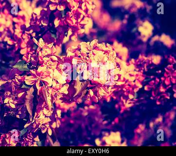 Vintage photo of Malus pumila - natural lovely pink fragrant spring flowers of a paradise apple-tree Stock Photo