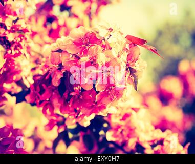 Vintage photo of Malus pumila - natural lovely pink fragrant spring flowers of a paradise apple-tree Stock Photo