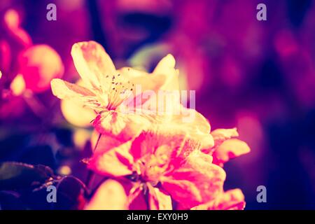 Vintage photo of Malus pumila - natural lovely pink fragrant spring flowers of a paradise apple-tree Stock Photo