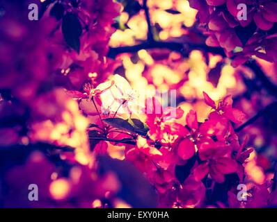 Vintage photo of Malus pumila - natural lovely pink fragrant spring flowers of a paradise apple-tree Stock Photo