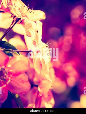 Vintage photo of Malus pumila - natural lovely pink fragrant spring flowers of a paradise apple-tree Stock Photo