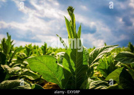 tobacco plantation on agricultural farm land Stock Photo