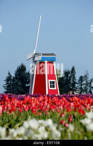 Colorful tulip field and windmill, Tulip Fest, Wooden Shoe Tulip Farm, Woodburn, near Portland, Oregon USA