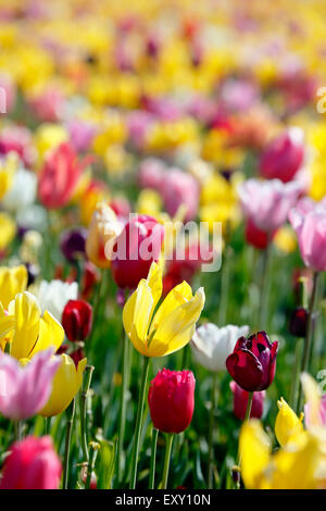 Colorful tulip field, Tulip Fest, Wooden Shoe Tulip Farm, Woodburn, near Portland, Oregon USA