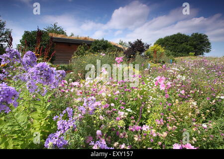 Wildflowers grow in gardens surrounding the green-roofed Discovery Centre (pictured), Sheffield Manor Lodge, Yorkshire UK Stock Photo