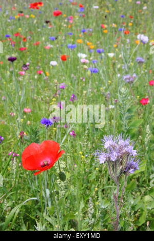 Wildflowers grow in a meadow at Sheffield Manor Lodge, South Yorkshire England UK - summer Stock Photo