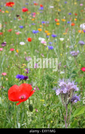 Wildflowers grow in a meadow at Sheffield Manor Lodge, South Yorkshire England UK - summer Stock Photo
